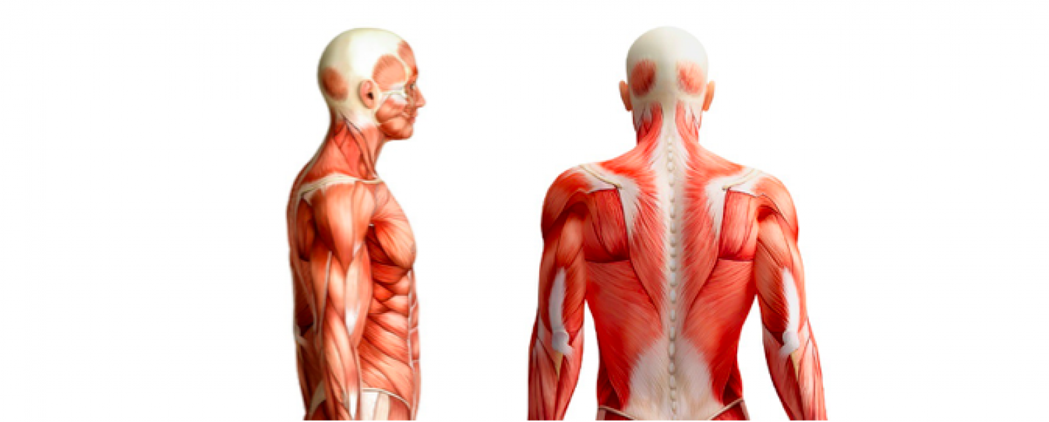 8 Exercises to Improve your Scapula Stability and Shoulder Mobility for Golf